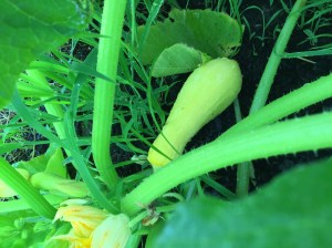 Yellow summer squash