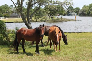 The Wild Horses of Carova