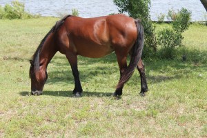The Wild Horses of Carova