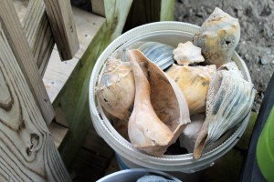 food pictures 2015 010