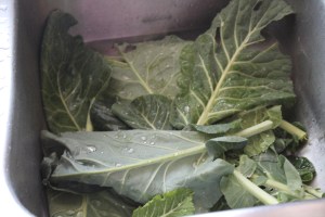 Picking collards