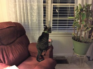 Snow Day for Bernie!