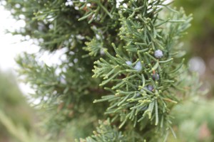 Landscape on the Island