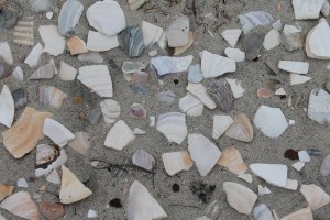 seashells