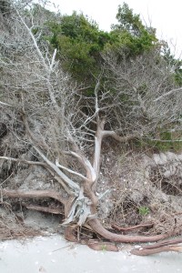 Driftwood is always easy to find!