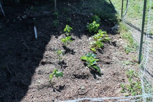 First plants of the season.