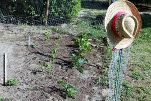 Frist plants of the season