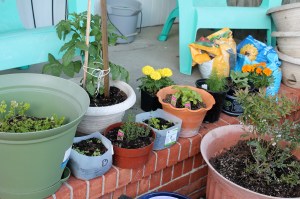 Herbs in the home pots
