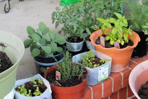 My porch herbs
