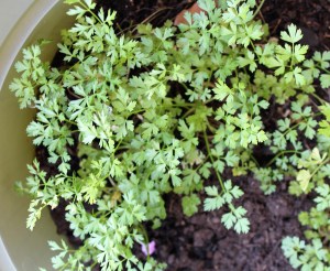 Flat Leaf Parsley