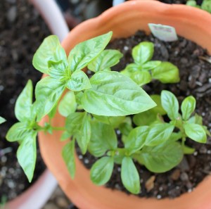 My Basil
