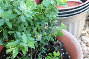 My Blueberry Plant