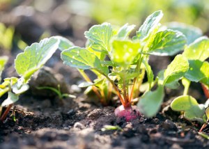 Radishes